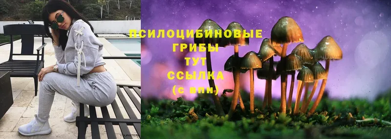 купить наркотики цена  Аткарск  Галлюциногенные грибы Cubensis 